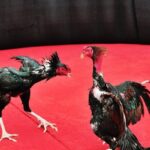 Illegal cockfighting – The dangers and consequences of this shady activity in the Vietnamese entertainment industry.