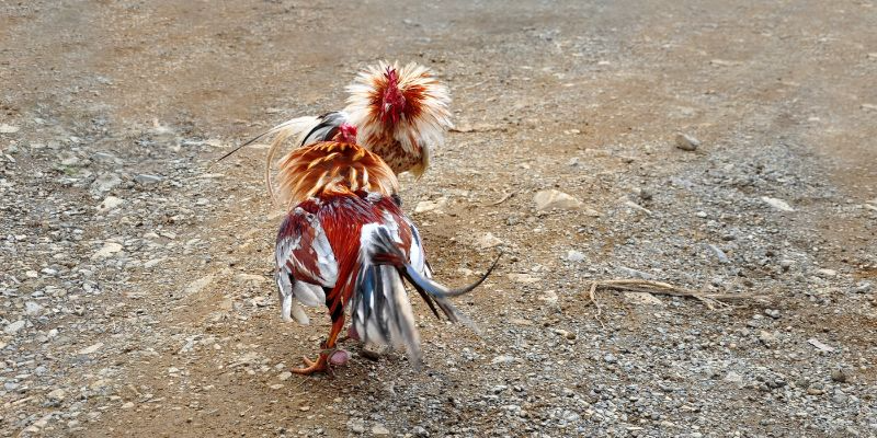 Salient features of illegal cockfighting
