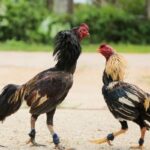 Endurance fighting roosters – Secrets to improving strength and performance in the game.