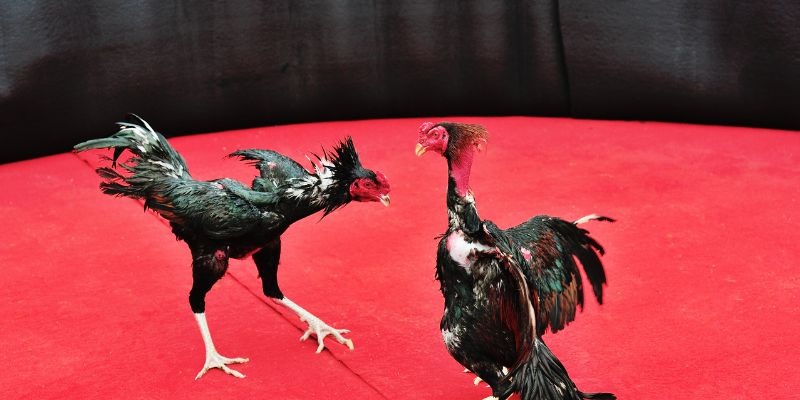 Cockfighting - A traditional entertainment activity with strong appeal